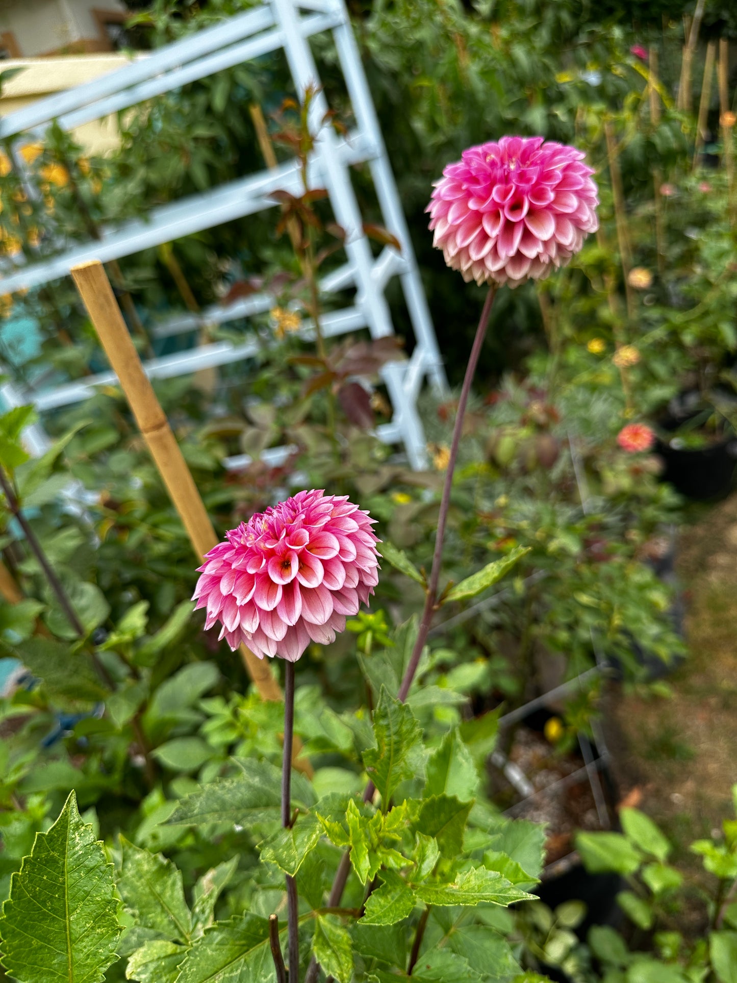 Bracken Rose (US) (small clump)