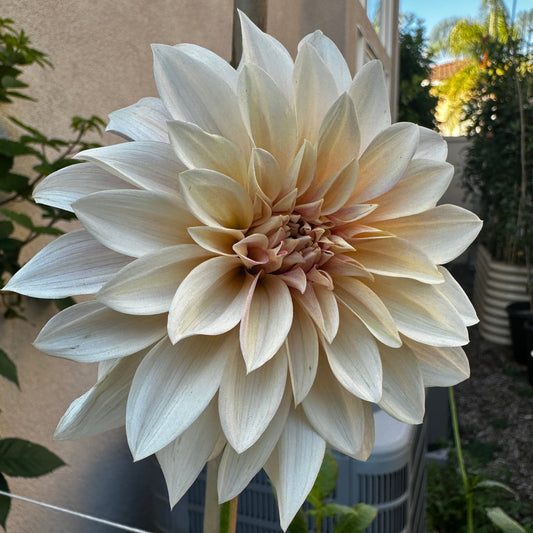 Cafe Au Lait