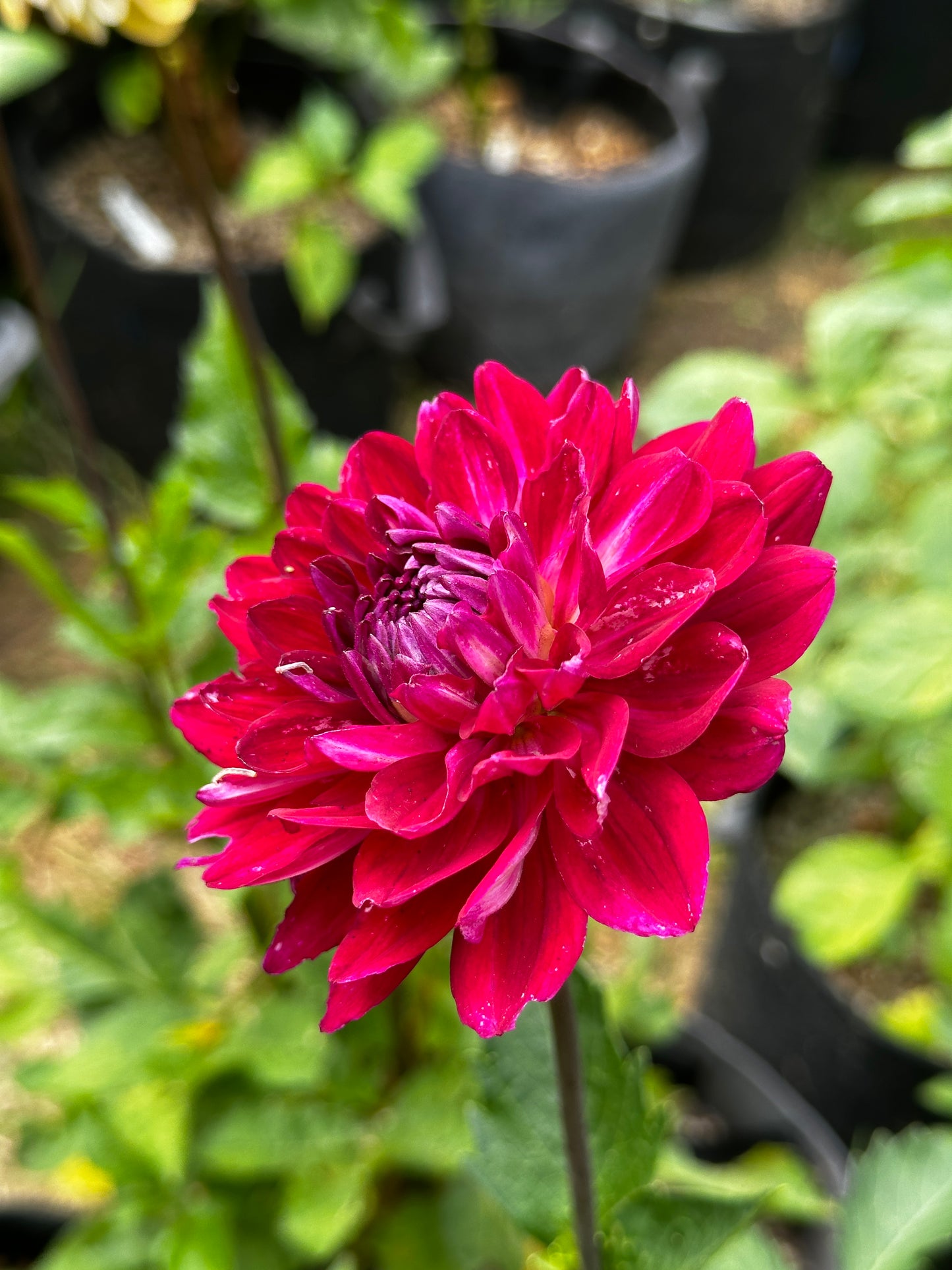 Sandia Bertha