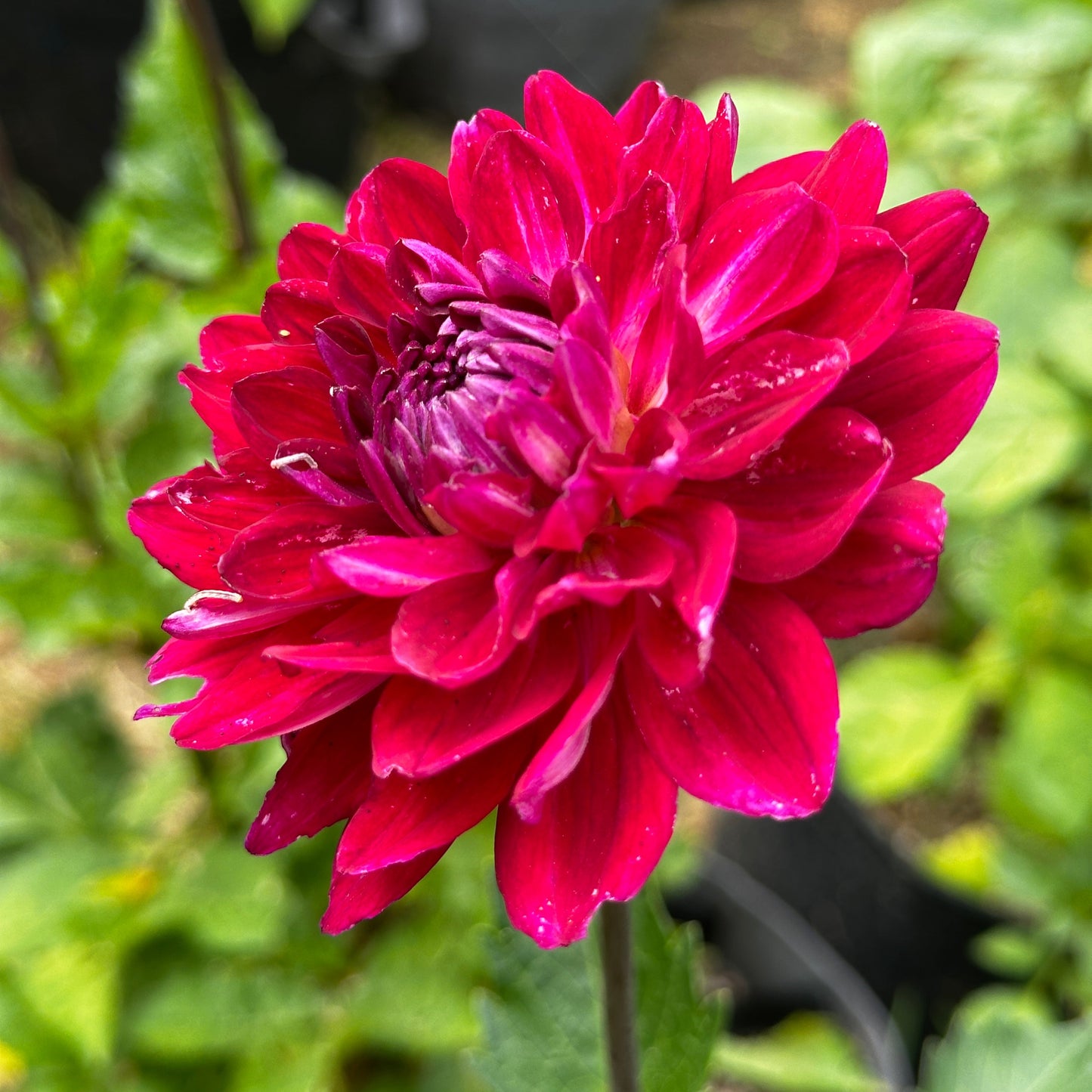 Sandia Bertha