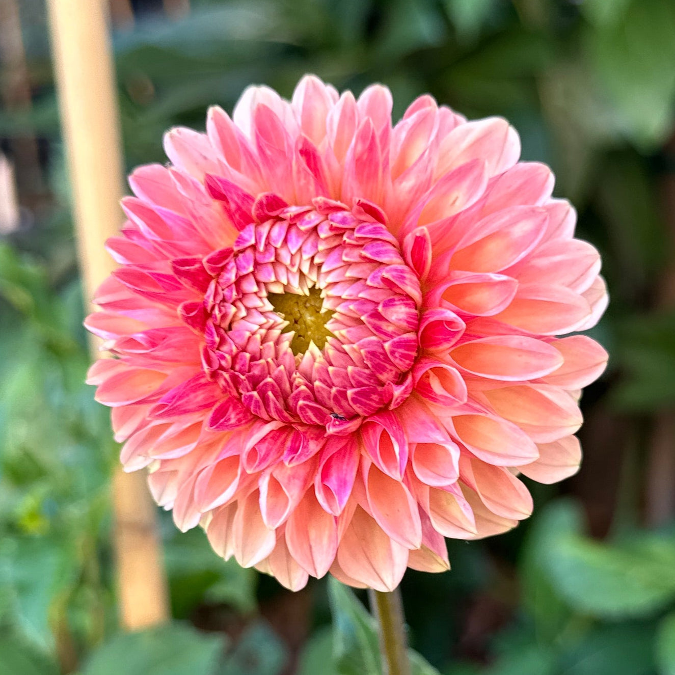 KA™ Desert Rose