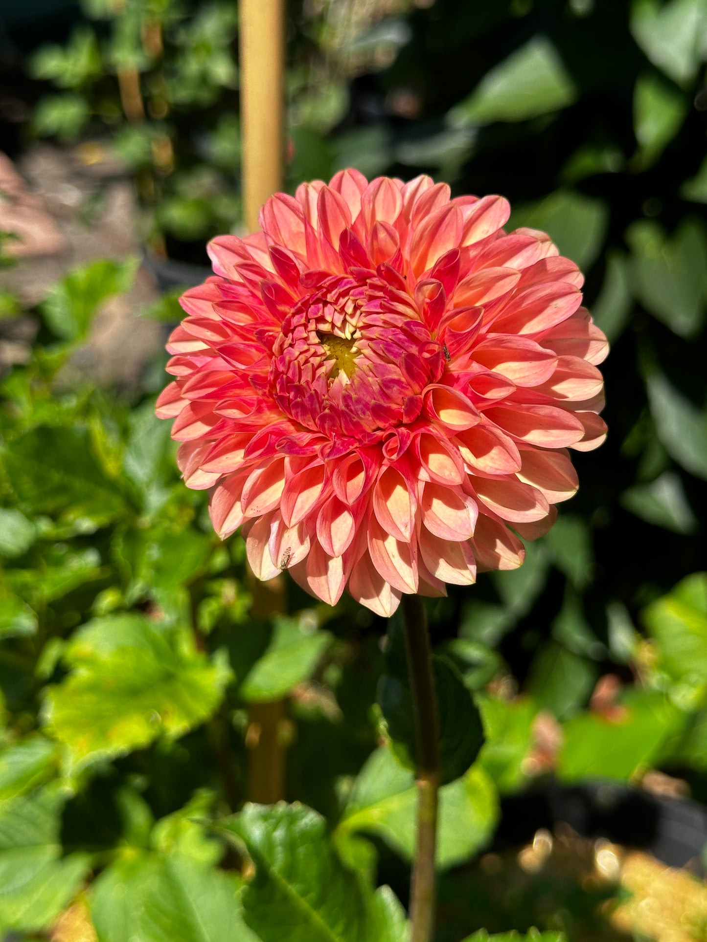KA™ Desert Rose