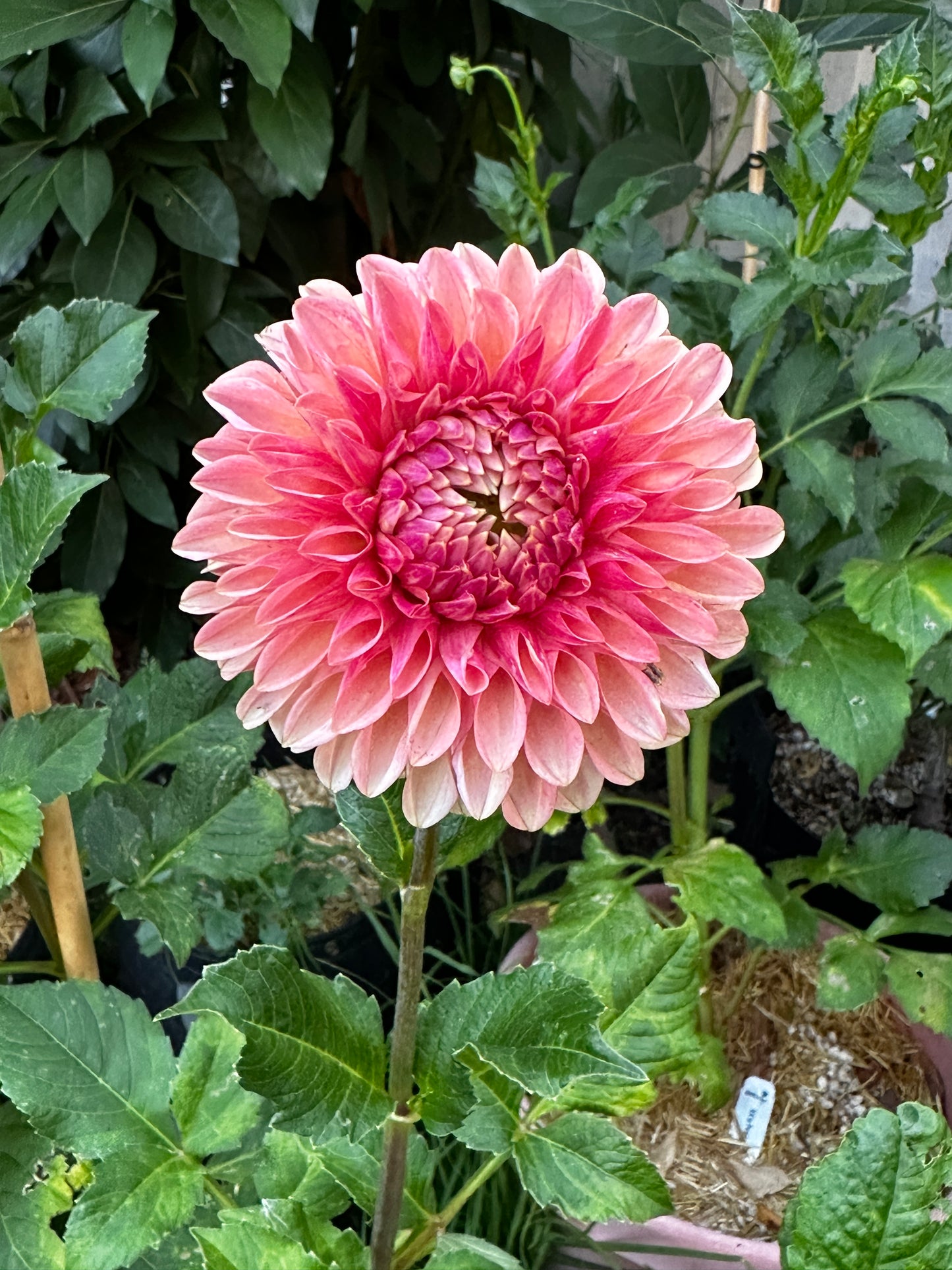 KA™ Desert Rose