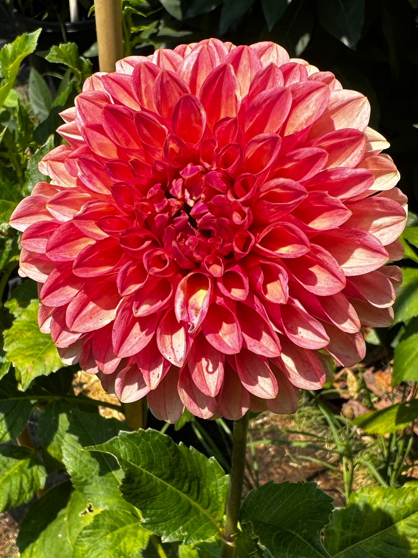 KA™ Desert Rose