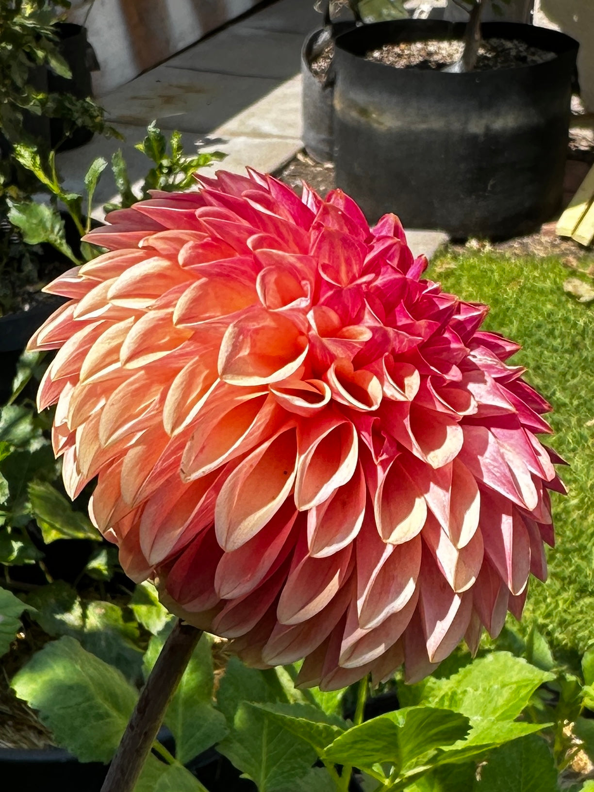 KA™ Desert Rose