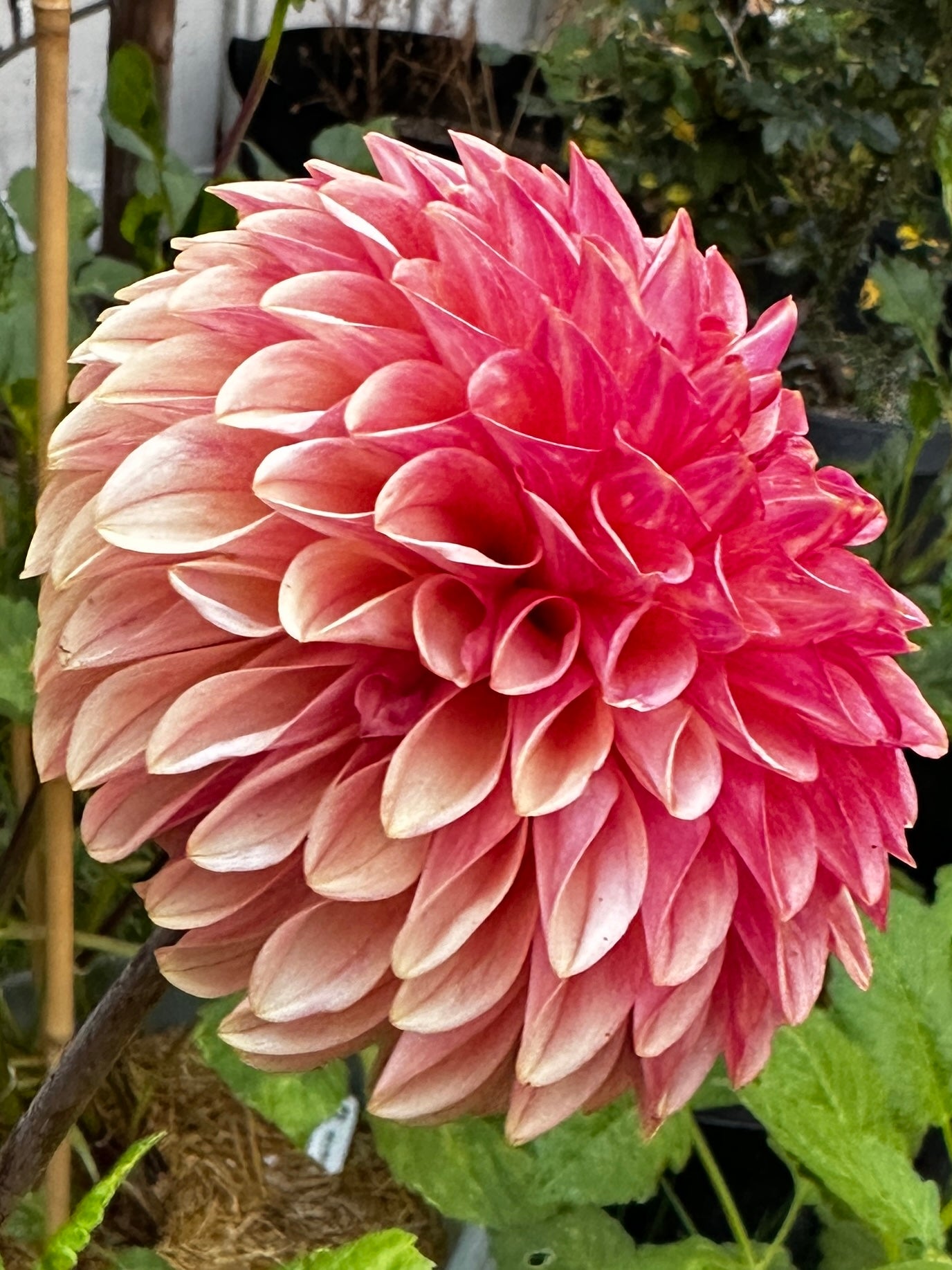 KA™ Desert Rose