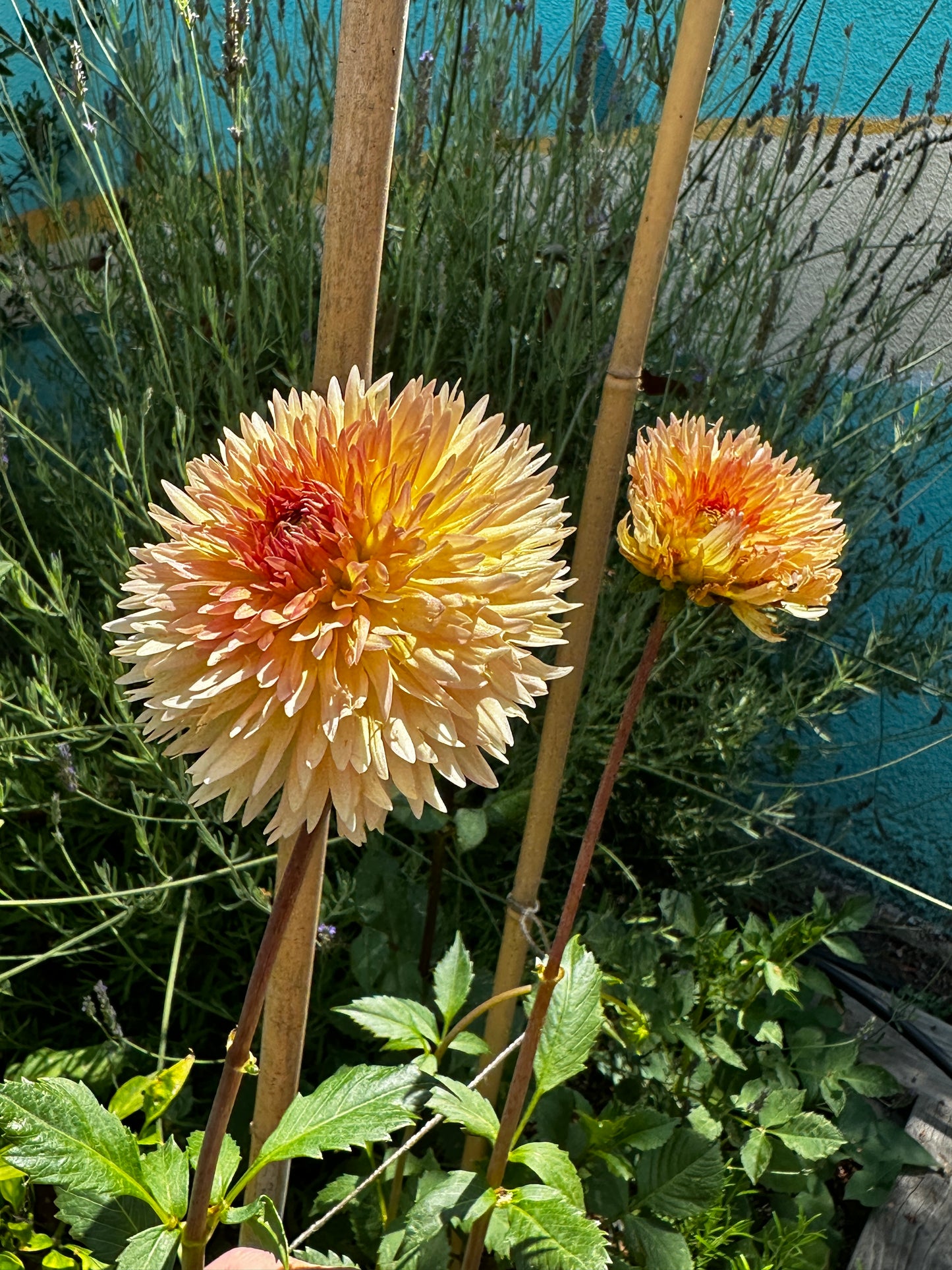 Lakeview Peach Fuzz
