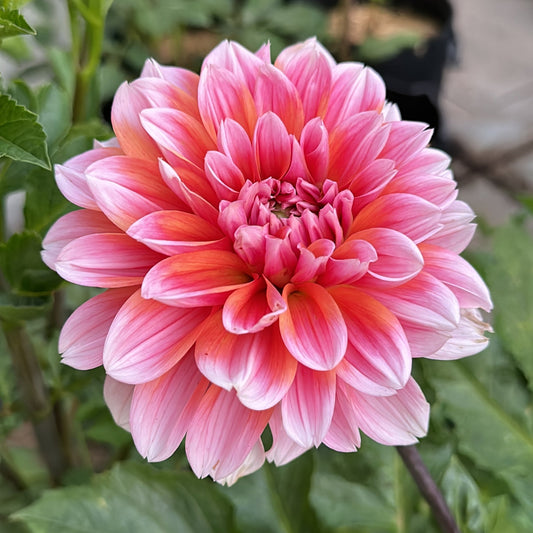 Robann Creamsicle